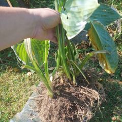 Hosta
