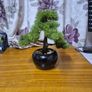 Bonzai Tree Image 4