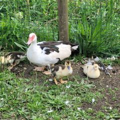 Ducks - Welsh Harlequin- Ancona - Muscovy