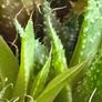 Lace aloe succulents x 3 Image 4