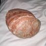 Beautiful Abalone shell Image 3