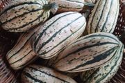 Squash 'Delicata' Irish Seeds