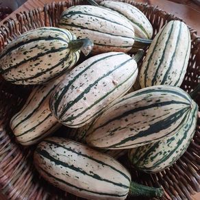 Squash 'Delicata' Irish Seeds