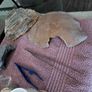 Exo Terra Reptile Tank Plus.... Image 5
