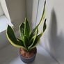 Sansevieria Laurentii planter Image 3