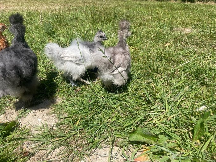 silkie chicks