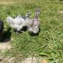 silkie chicks Image 4
