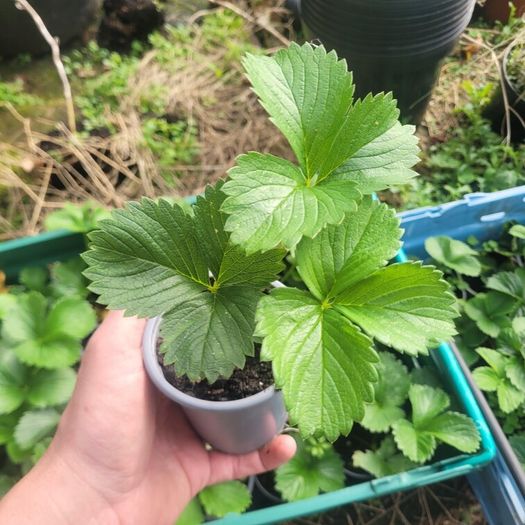 50 strawberry plants