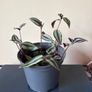plants Image 2