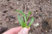 Buck's-horn Plantain (Plantago coronopus) - Irish Seed