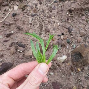 Buck's-horn Plantain (Plantago coronopus) - Irish Seed