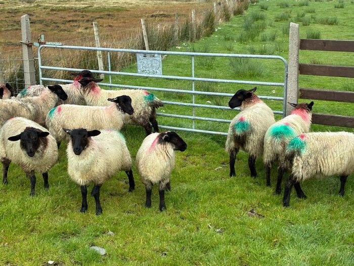 Organic ewelambs