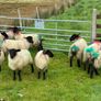 Organic ewelambs Image 4