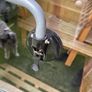 kayak car or van roller for loading Image 3