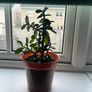 Jade plant Image 8