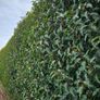 Red Robin Hedging TWO EUROS Image 9