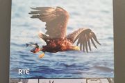 The Eagles Return 2010 DVD Irelands Lost Birds Fight Back RTE