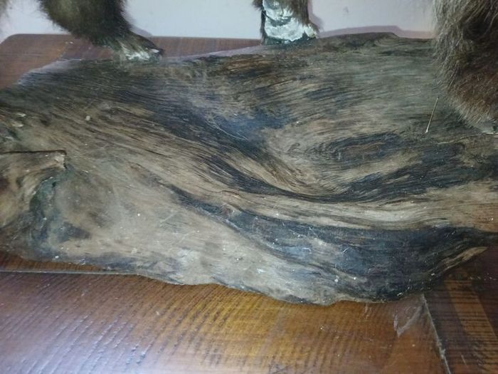 taxidermy
