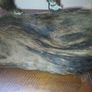 taxidermy Image 4