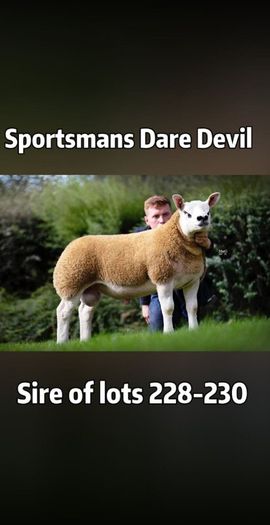 Texel Rams