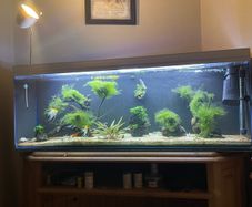 4 ft fish tank