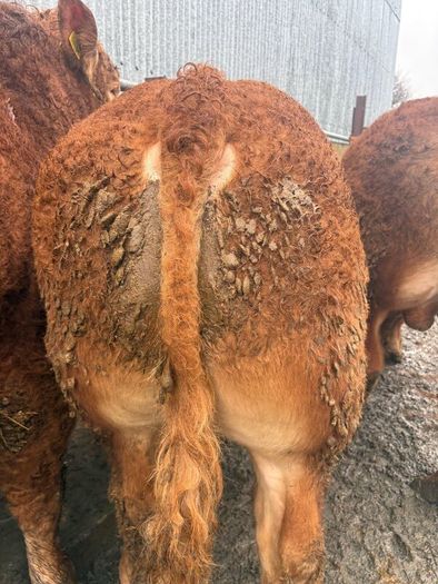 1 Pedigree limousin bull