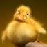 duckydo