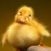 duckydo