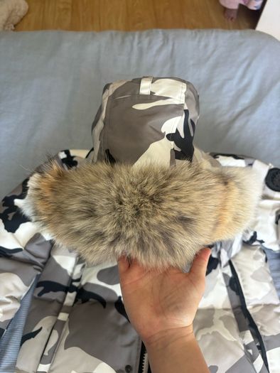 canada goose