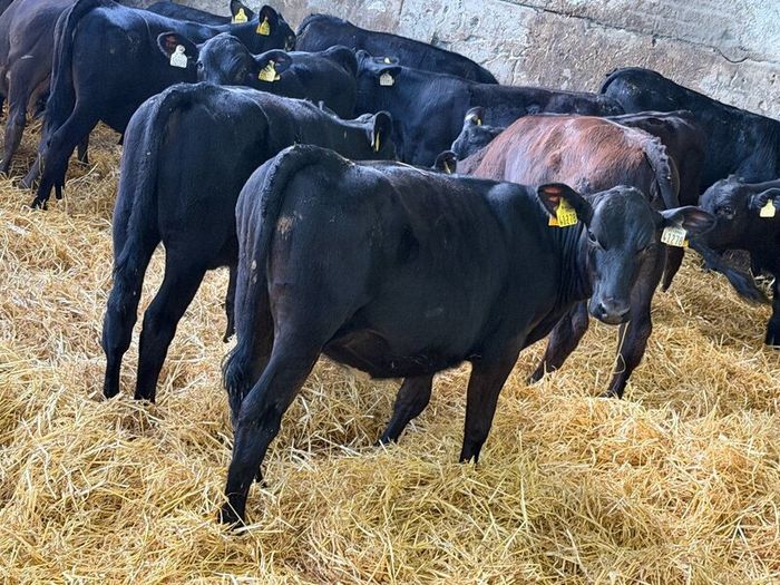 31 Properly Well Fed Calves