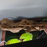 200L curved Aquarium,  Fish tank, fully equipped Image 4