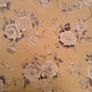 Annie Sloan Floral Fabric Image 2