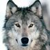 royalwolf1967