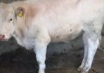 Heifer