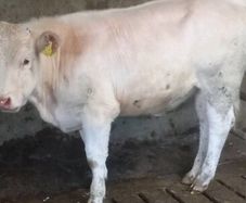 Heifer