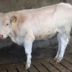 Heifer