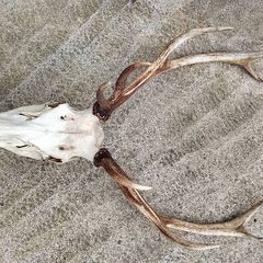 Red stag antlers