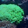 Marine Tank Image 2
