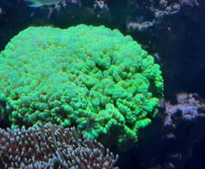 Marine Tank