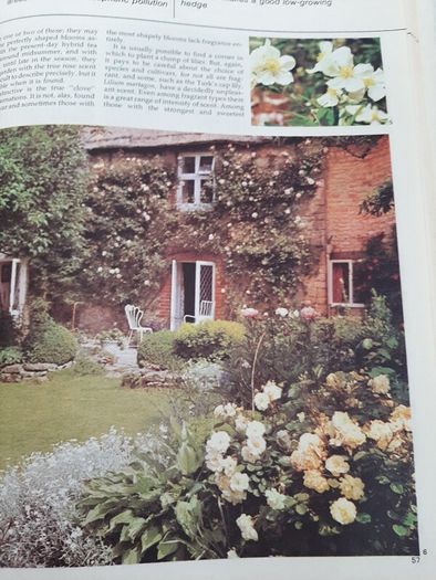 vintage new book flowers for everywhere 1974