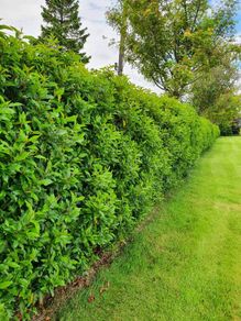 Portuguese Laurel Hedging
