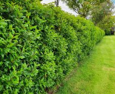 Portuguese Laurel Hedging