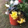 flowers. Planted pot Image 3