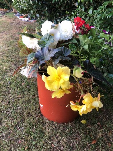 flowers. Planted pot