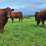 5  Heifers Balla Mart 22ndAugust Replacement 215 Image 7