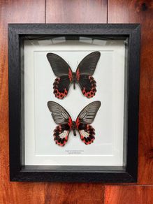 Framed Butterflies -Scarlet Mormon