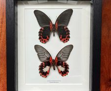 Framed Butterflies -Scarlet Mormon