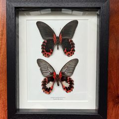 Framed Butterflies -Scarlet Mormon