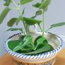 Cuban Oregano Plant with ceramic pot Image 4
