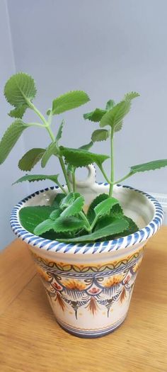 Cuban Oregano Plant with ceramic pot